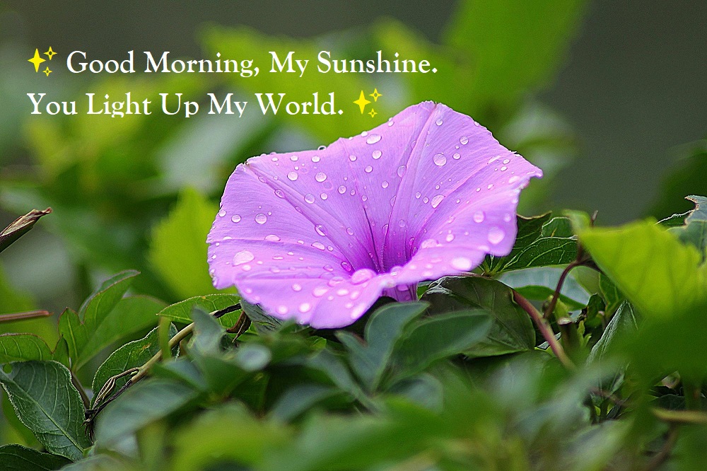 gm my sunshine